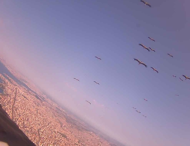 bociany-2