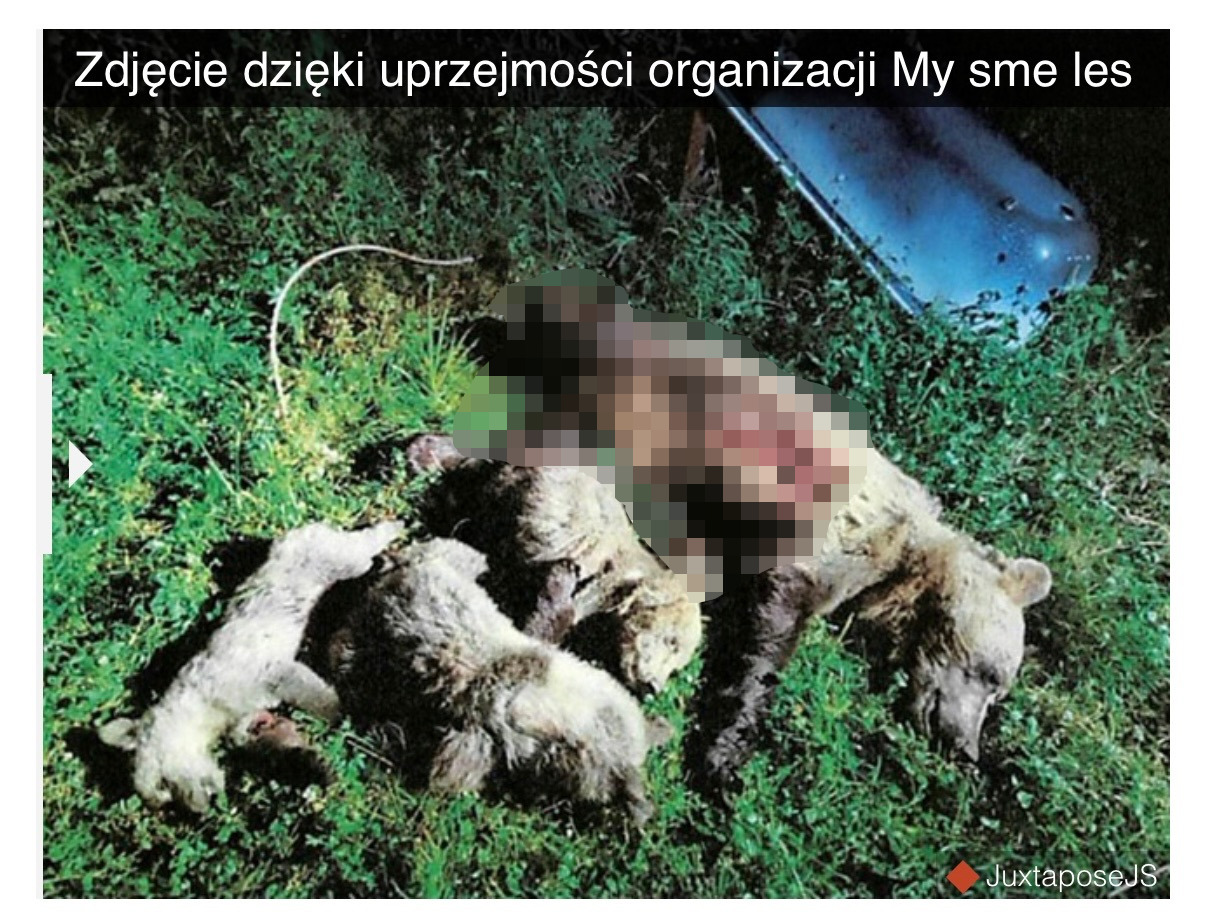 niedzwiadki