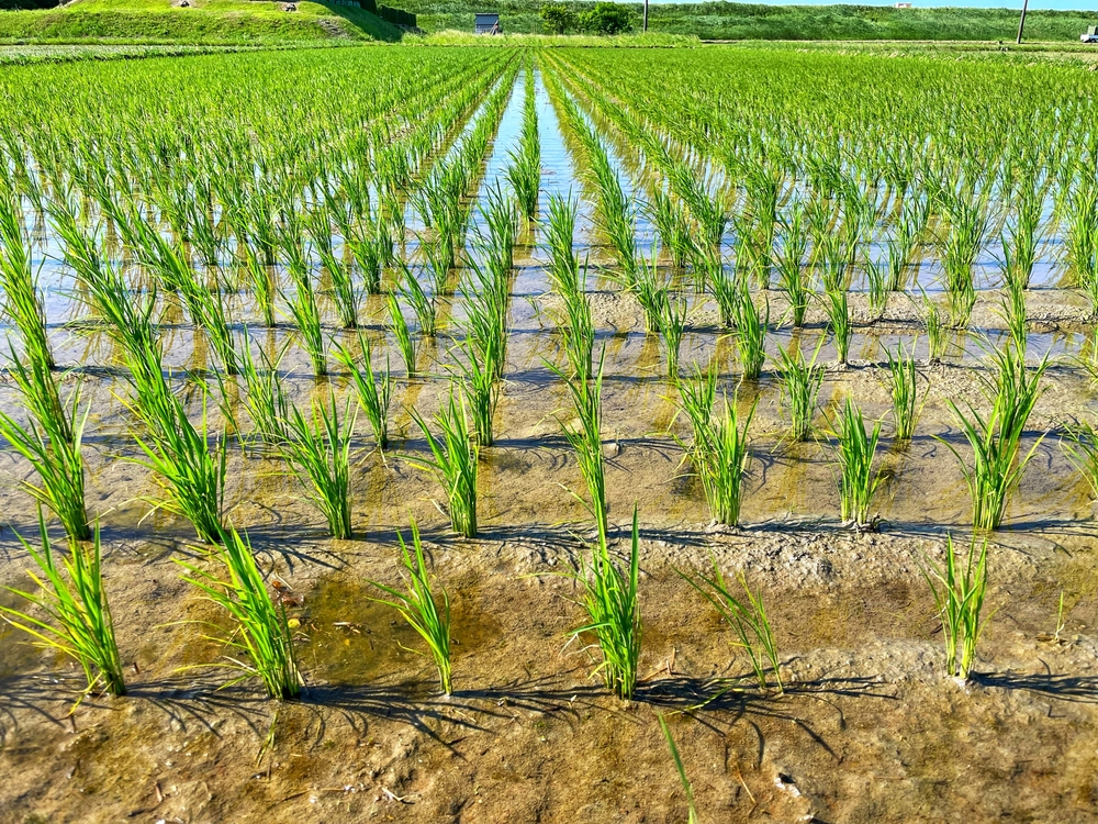 plantacja ryżu
