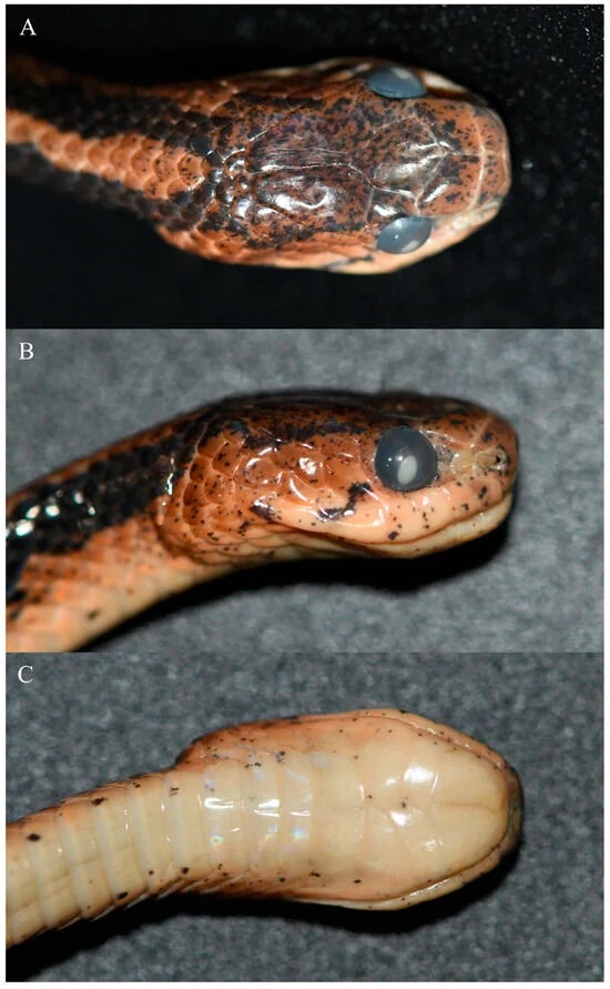 Pareas guanyinshanensis/Animals 2024