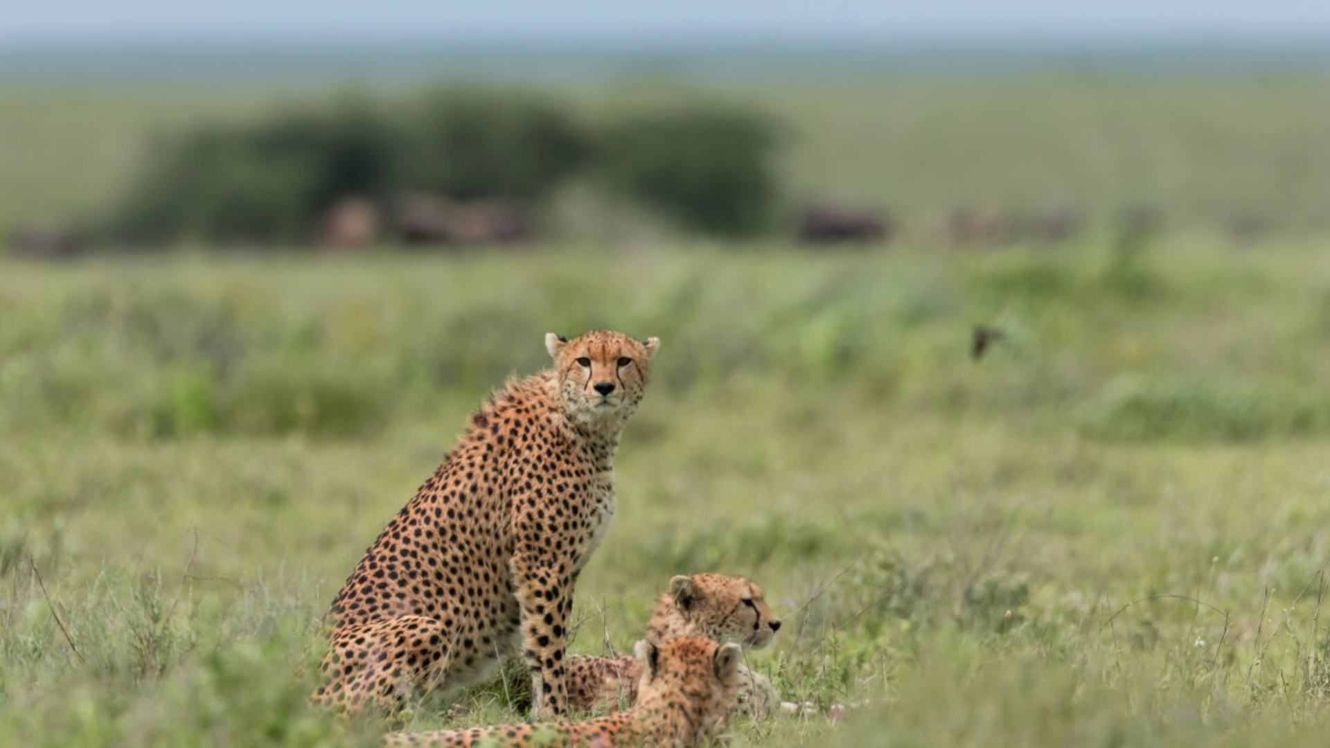 Polaire Serengeti Barrage - Neuf Avec étiquettes - Marque Sans Marque