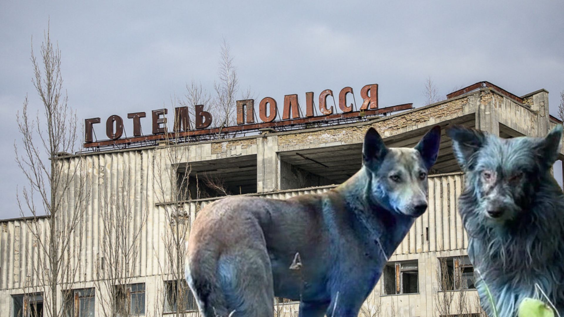 W Czarnobylu Pojawi y Si Niebieskie Psy wiadkowie Twierdz e Sta o w-czarnobylu-pojawi-y-si-niebieskie-psy-wiadkowie-twierdz-e-sta-o