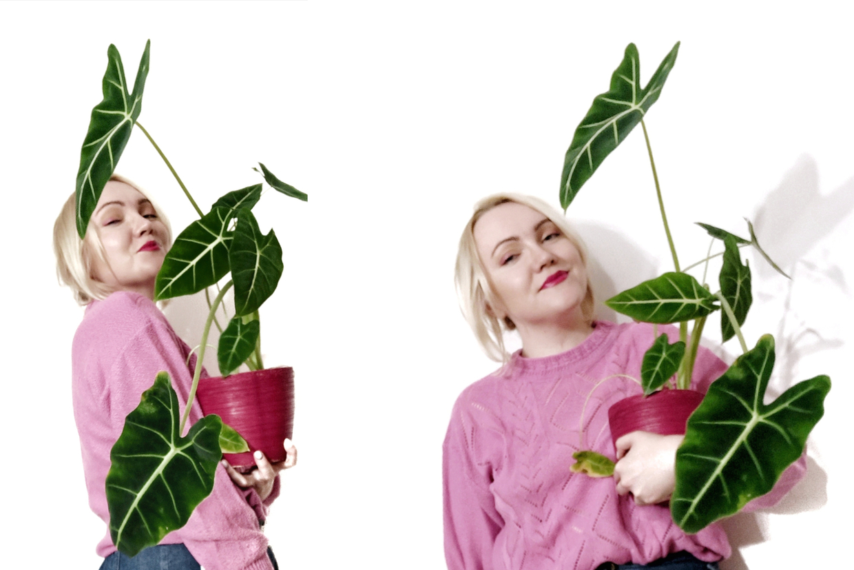 Alocasia Micholitziana Maxkowskii, cena od ok. 200 zł za średnią sadzonkę