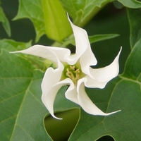 Datura_stramonium_white_flower