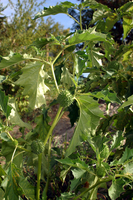 EN_00906722_6242
