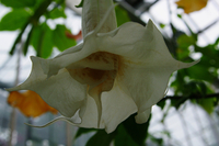 EN_90286707_0039