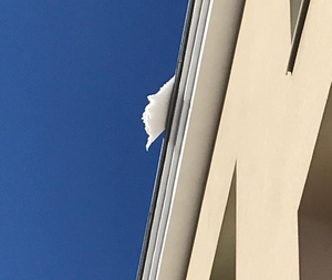 Straż Miejska w Warszawie