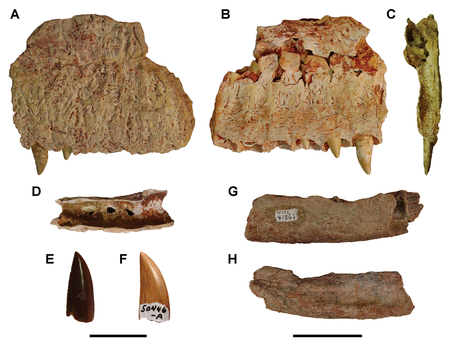 Ibrahim N, Sereno PC, Varricchio DJ, Martill DM, Dutheil DB, Unwin DM, Baidder L, Larsson HCE, Zouhri S, Kaoukaya A (2020) Geology and paleontology of the Upper Cretaceous Kem Kem Group of eastern Morocco.