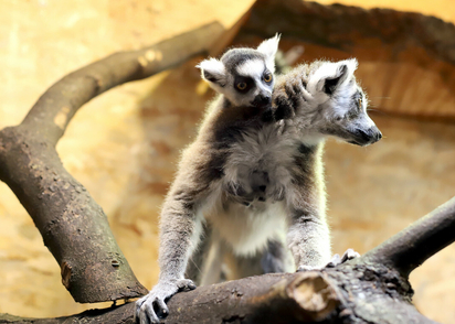 zoo w Łodzi
