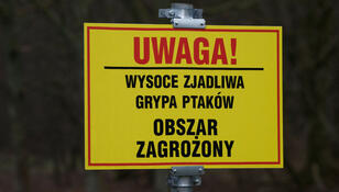Ptasia grypa 