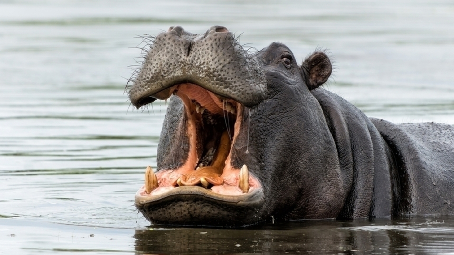 uganda-hipopotam-po-kn-i-wyplu-2-letnie-dziecko-ch-opczyk-cudem